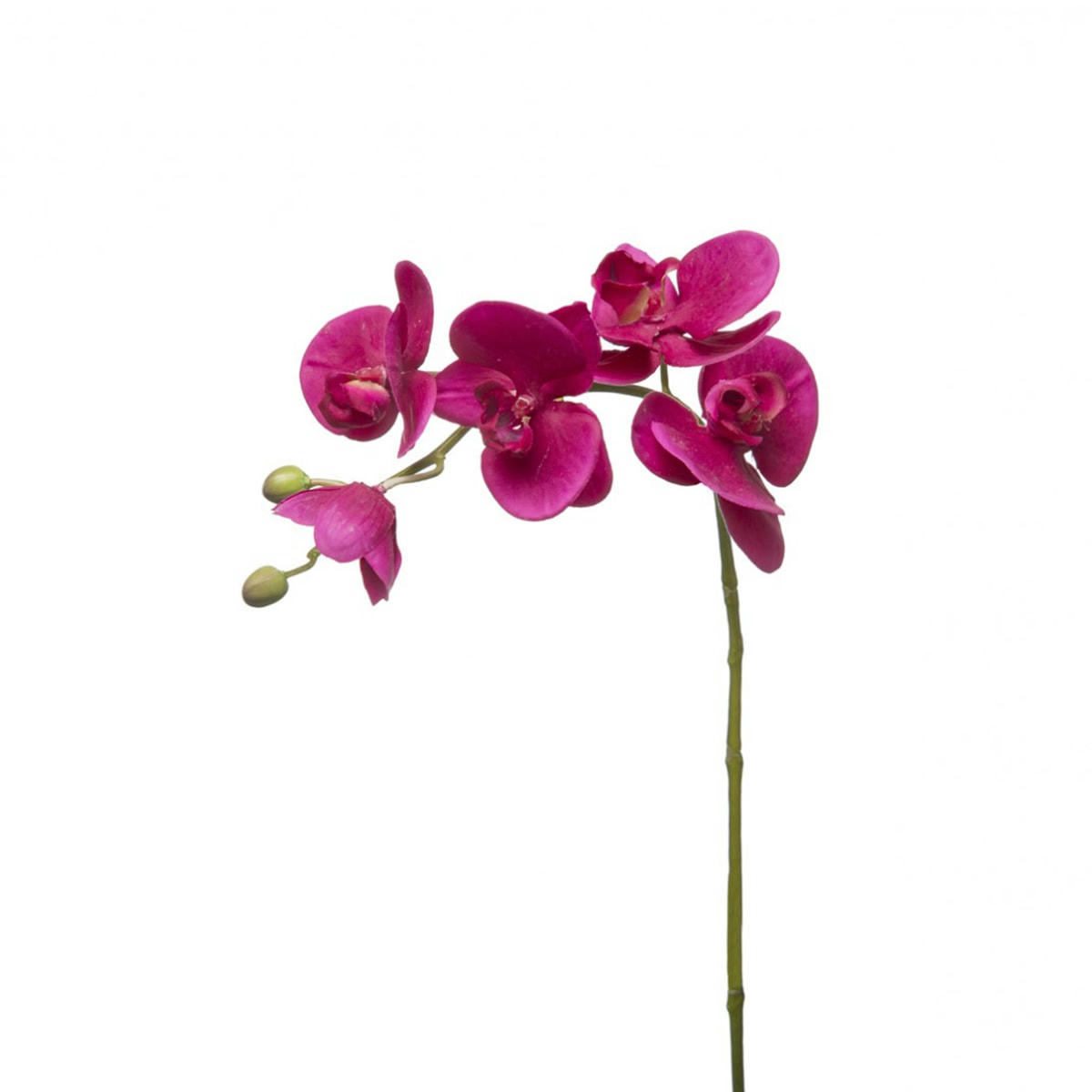 FOREVER - Orchidée Phalaenopsis Forever H47cm