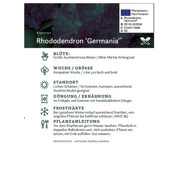 Rhododendron »Germania«, rosa, Höhe: 30 - 40 cm
