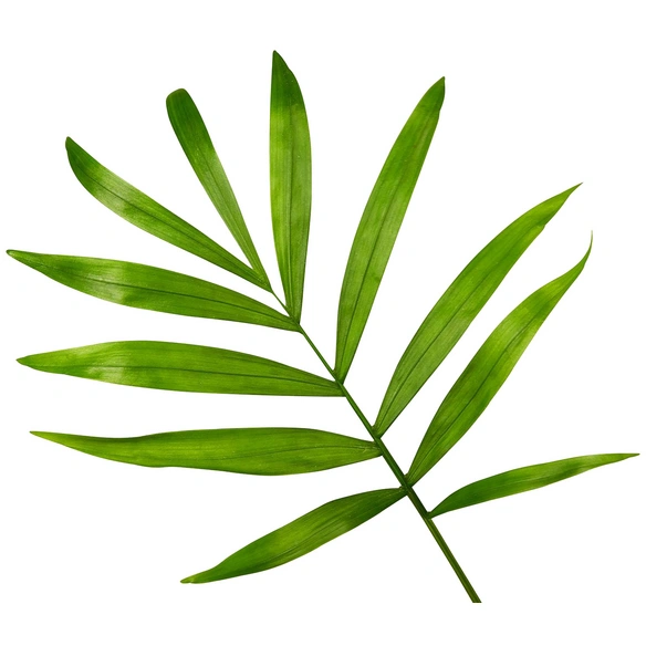 Bergpalme Chamaedorea elegans