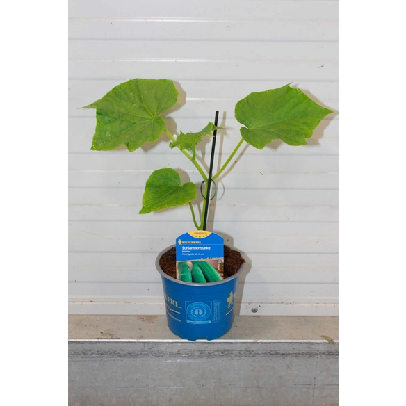 Gurkenpflanze Cucumis sativus »Maxime«, veredelt, im Topf Ø: 12 cm