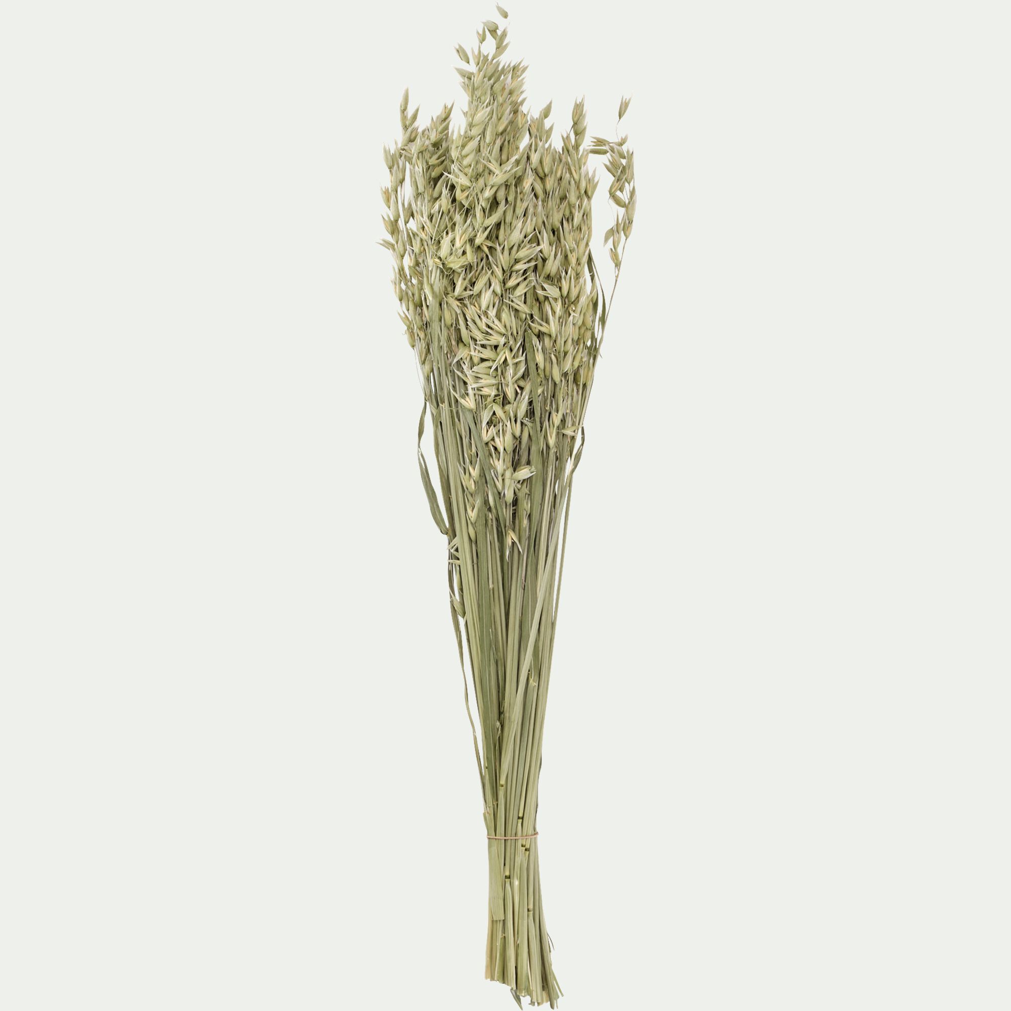 FLORALIE - Botte d'avoine séchées 50cm - blanc