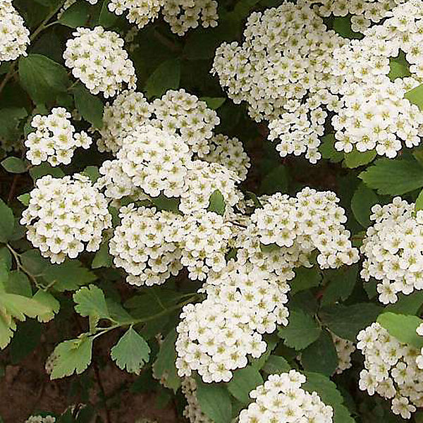 2 x Spirée de Vanhoutte - Spiraea vanhouttei- 30-40 cm pot