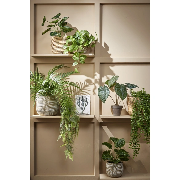 Kunstpflanze, Ficus, Höhe: 81 cm
