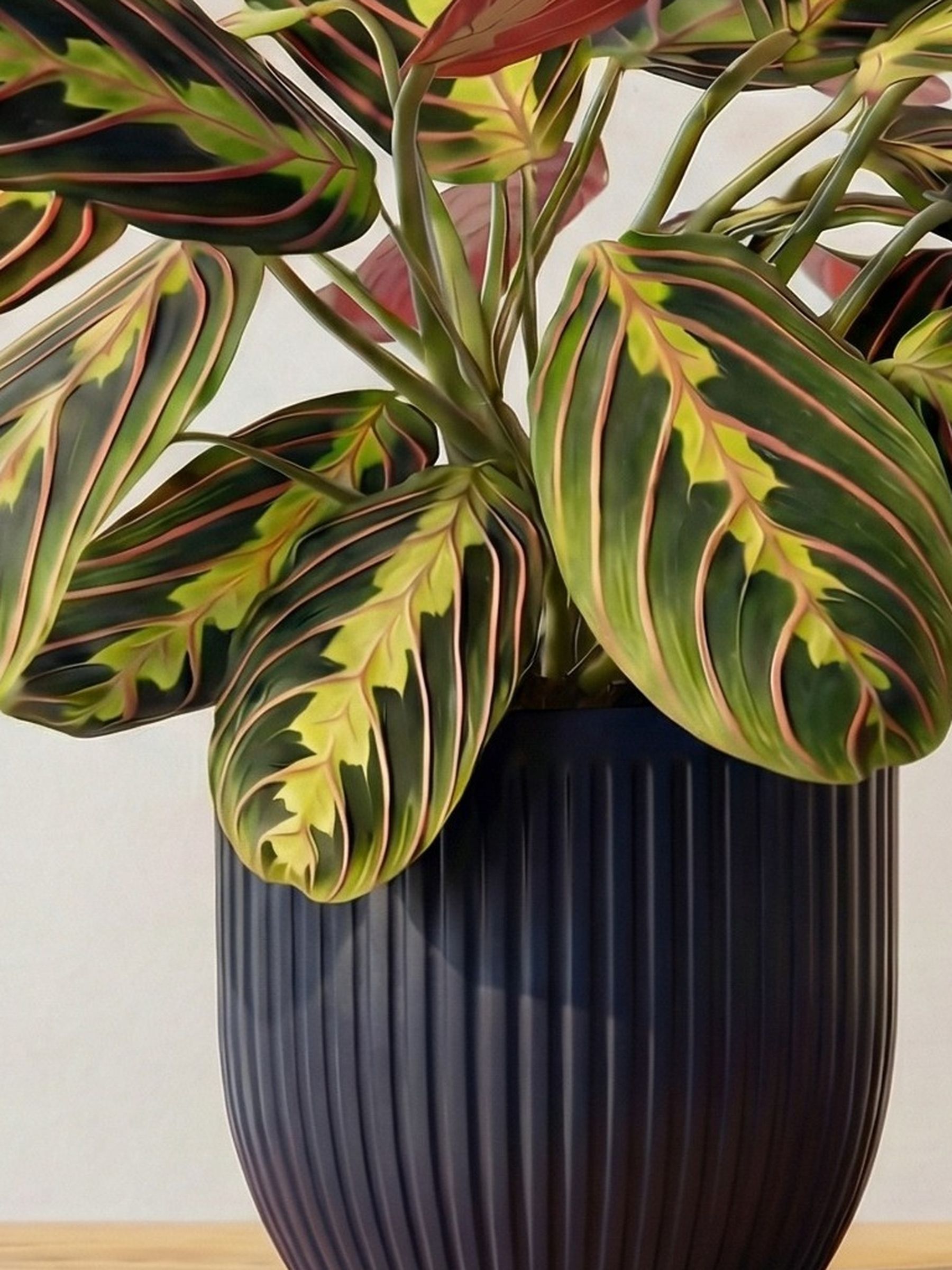 Beards & Daisies Navy Real Prayer Plant in Ribbed Pot