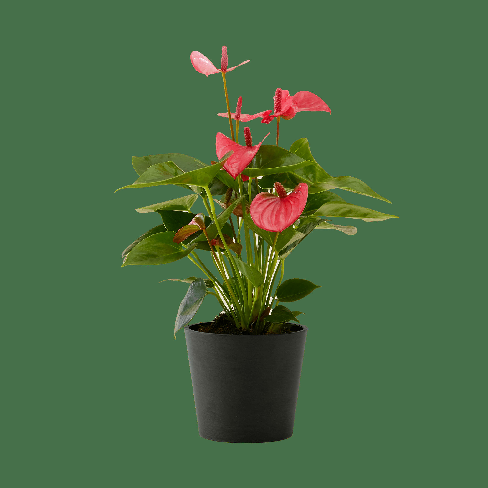 - Plante d'intérieur - Anthurium rose 50 cm en pot noir