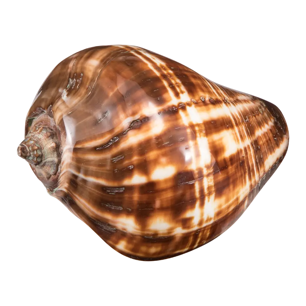 Muschel Muschel
