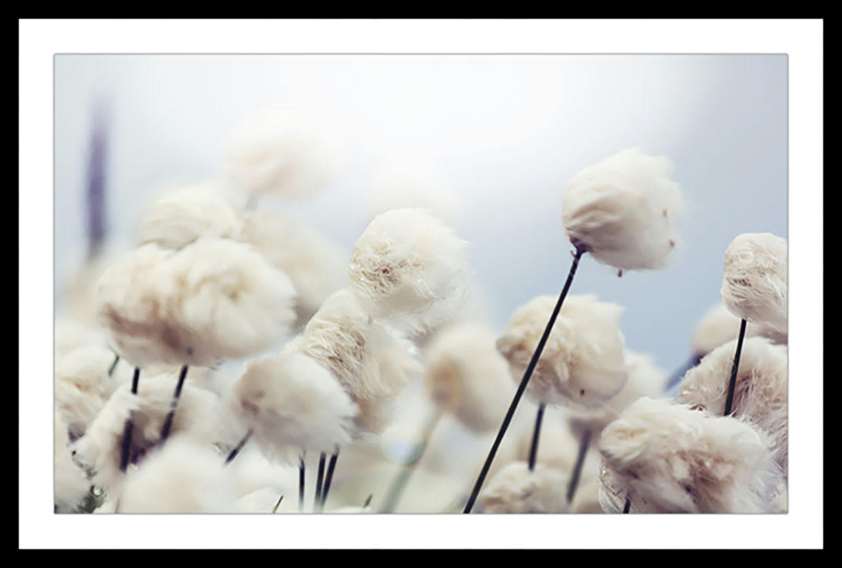 - Affiche fleurs de coton au vent avec cadre noir 60x40cm