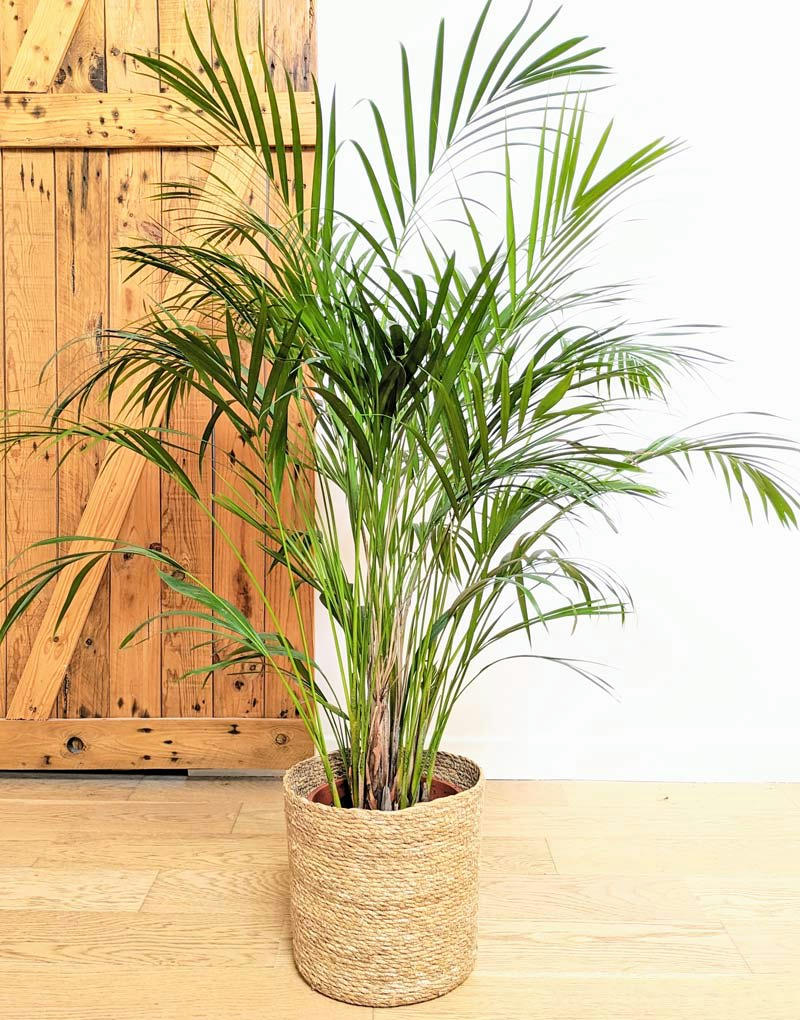 - Pablo, Palmier areca 120 cm + cache-pot
