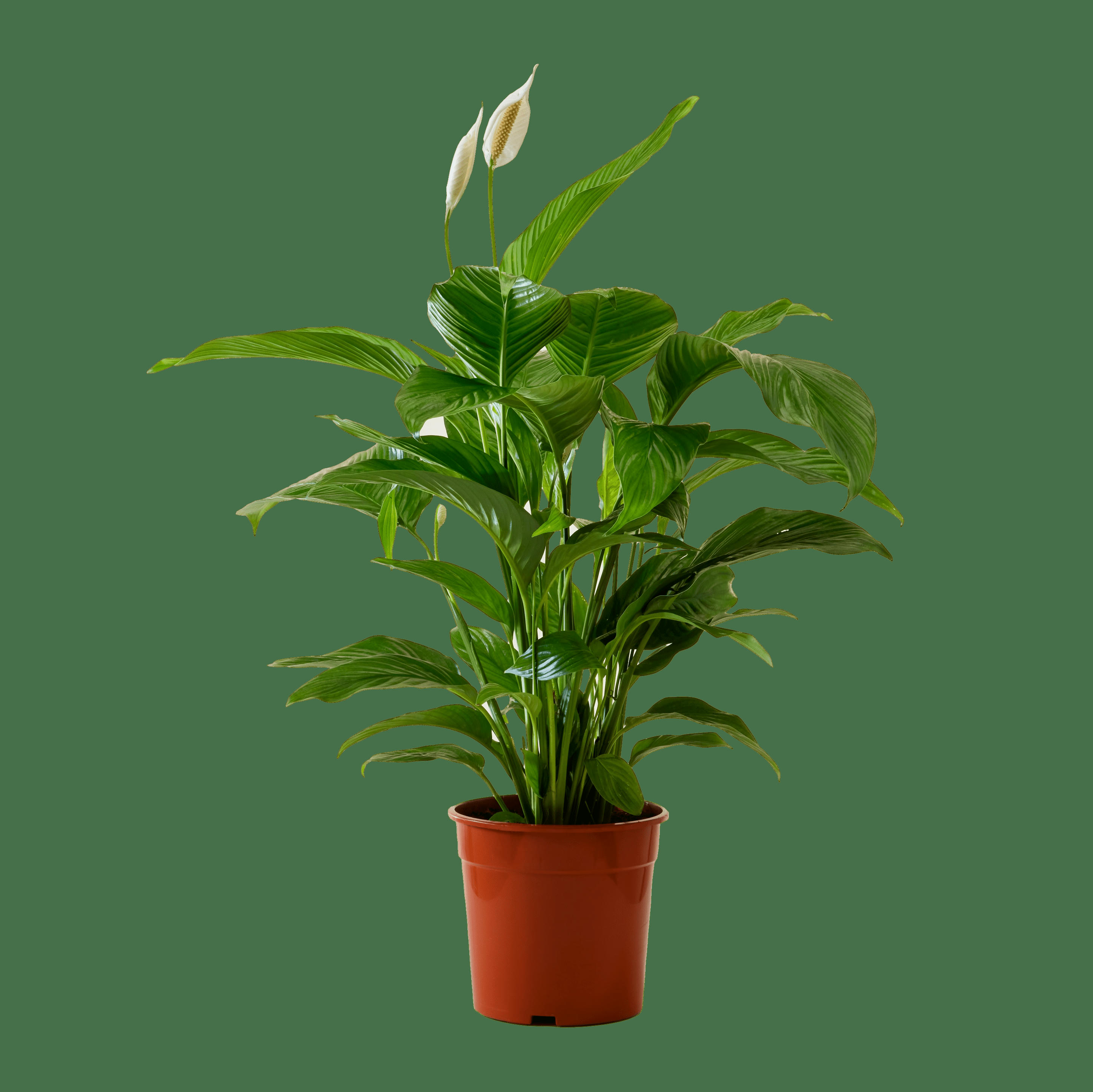 - Plante d'intérieur - Fleur de lune