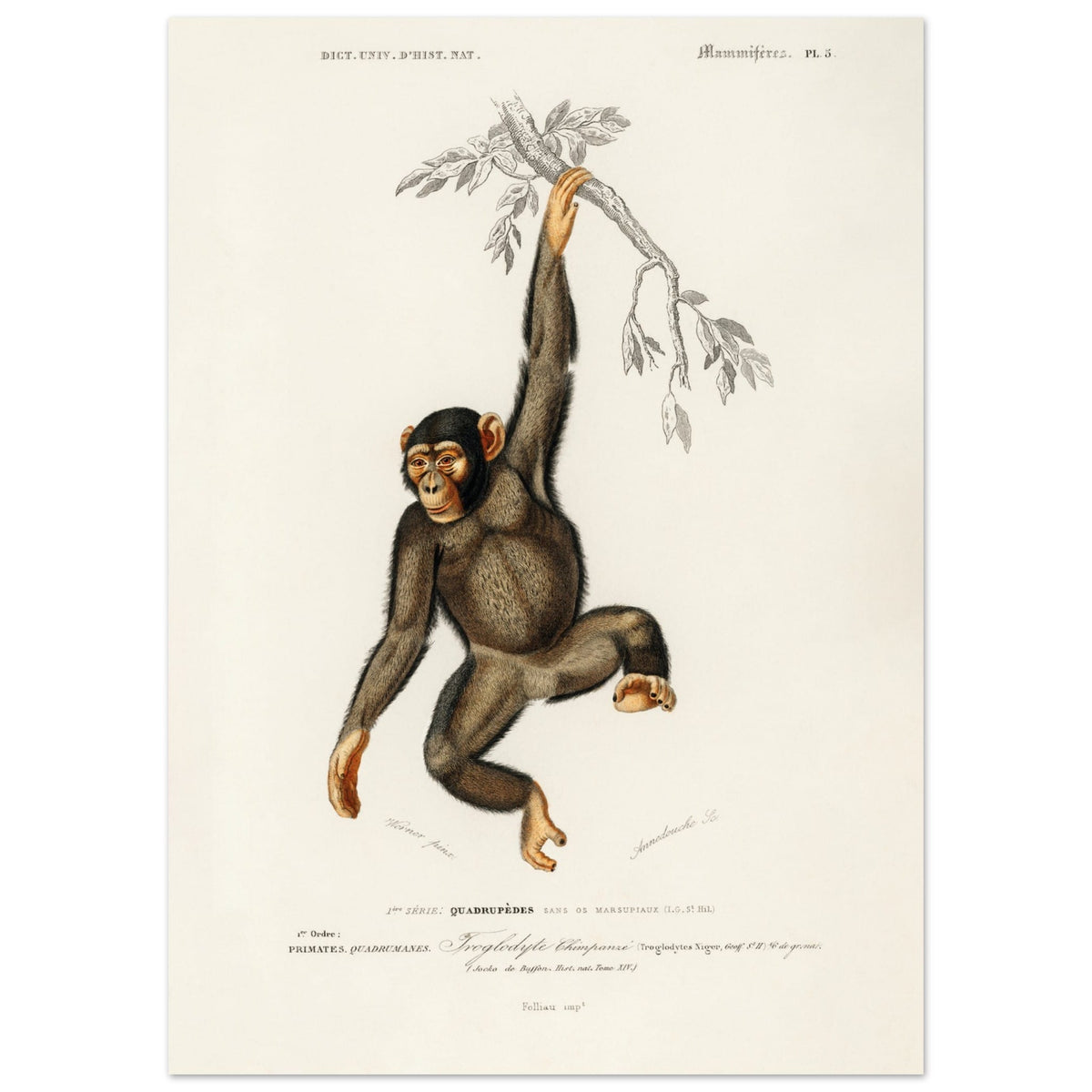 Artfulprints Poster Charles Dessalines d'Orbigny - Chimpangze (troglodyte chimpanze)  - 50x70 cm - Bruin