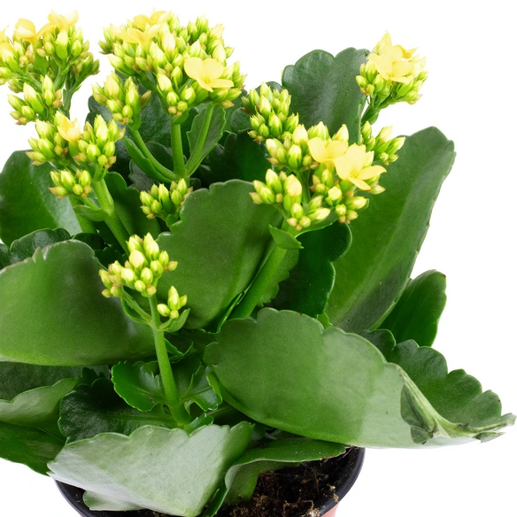 Flammendes Kaethchen, Kalanchoe blossfeldiana, Blütenfarbe: gelb