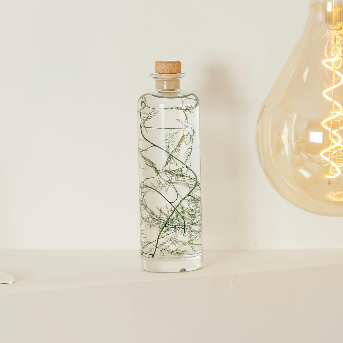 HERBARIUM DE THEOPHILE - Plante immergée Asparagus plumosus