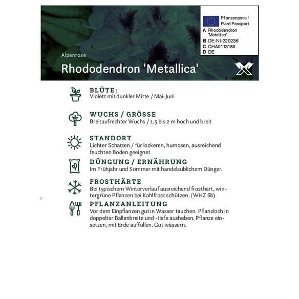 Rhododendron »Metallica«, lila, Höhe: 30 - 40 cm