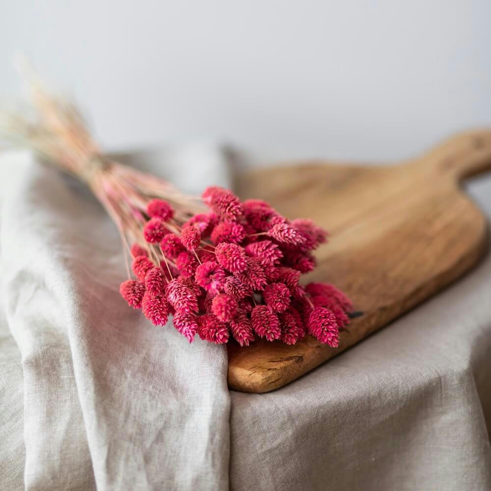 - Botte Phalaris rose foncé