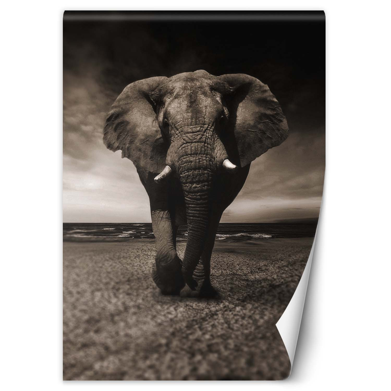 Feeby Fototapeta, Słoń afrykański natura 100x140