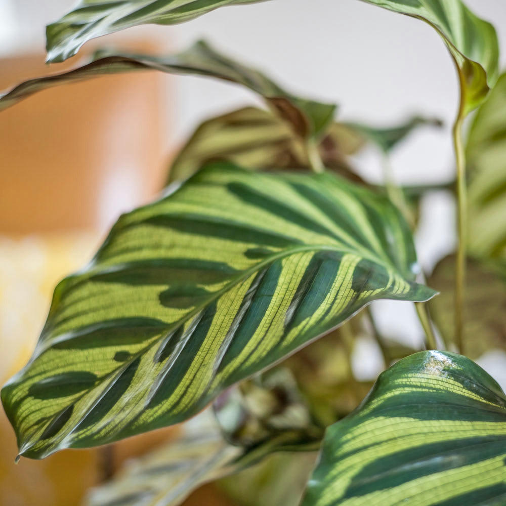 - Plante d'intérieur dépolluante : Le calathéa Makoyana