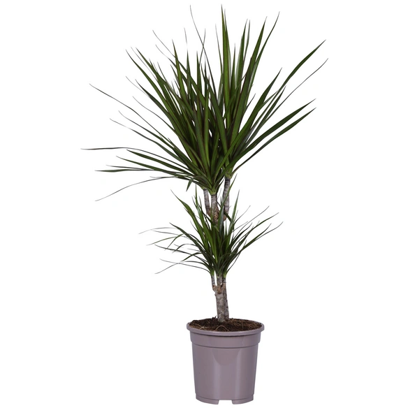 Drachenbaum, Dracaena marginata, im Kunststoff-Kulturtopf