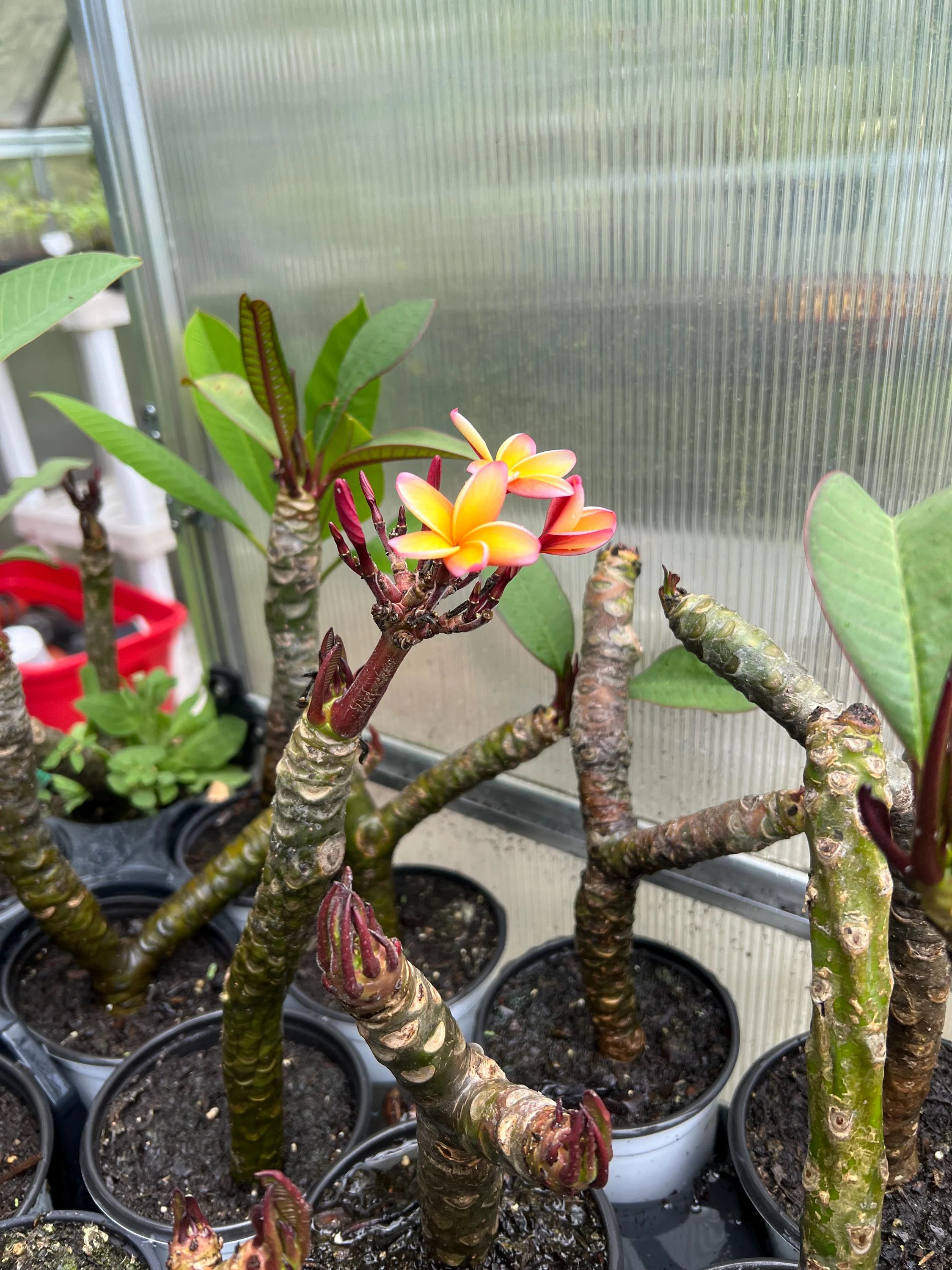 HAWAII Plumeria Tree Rooted Cutting, Exotic Colorful Fragrant Tropical Flower (1) Plants