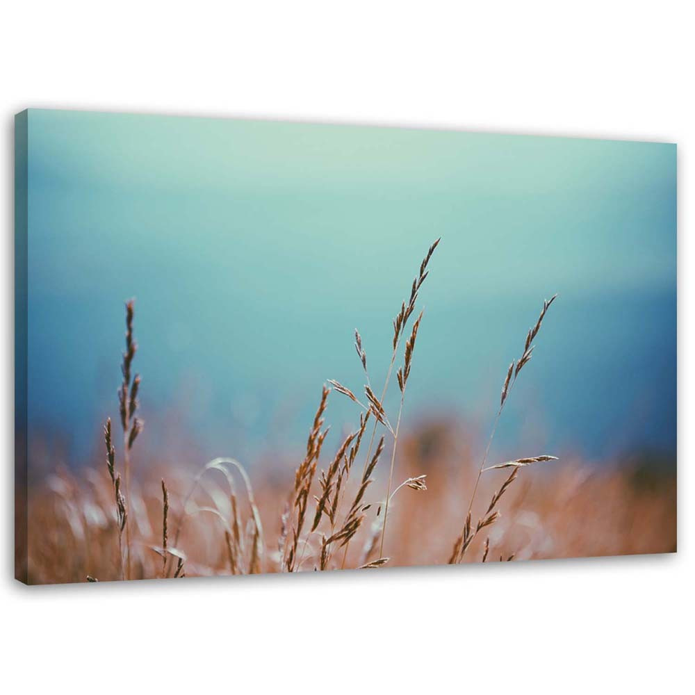 Feeby Obraz na płótnie Źdźbła traw 60x40