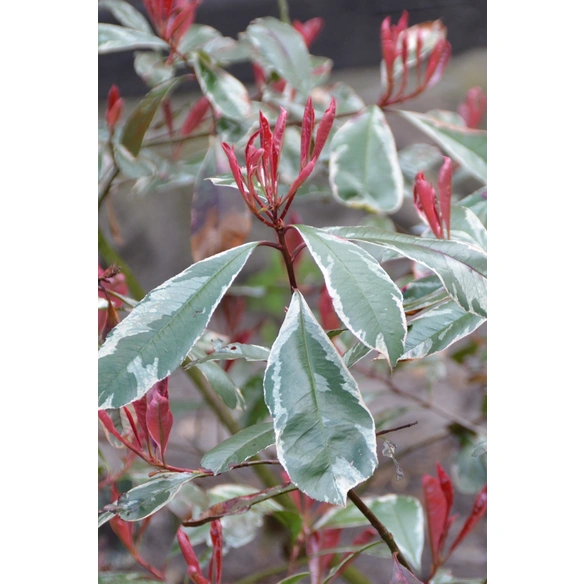 Glanzmispel, Photinia fraseri »Pink Marble «, weiß, winterhart