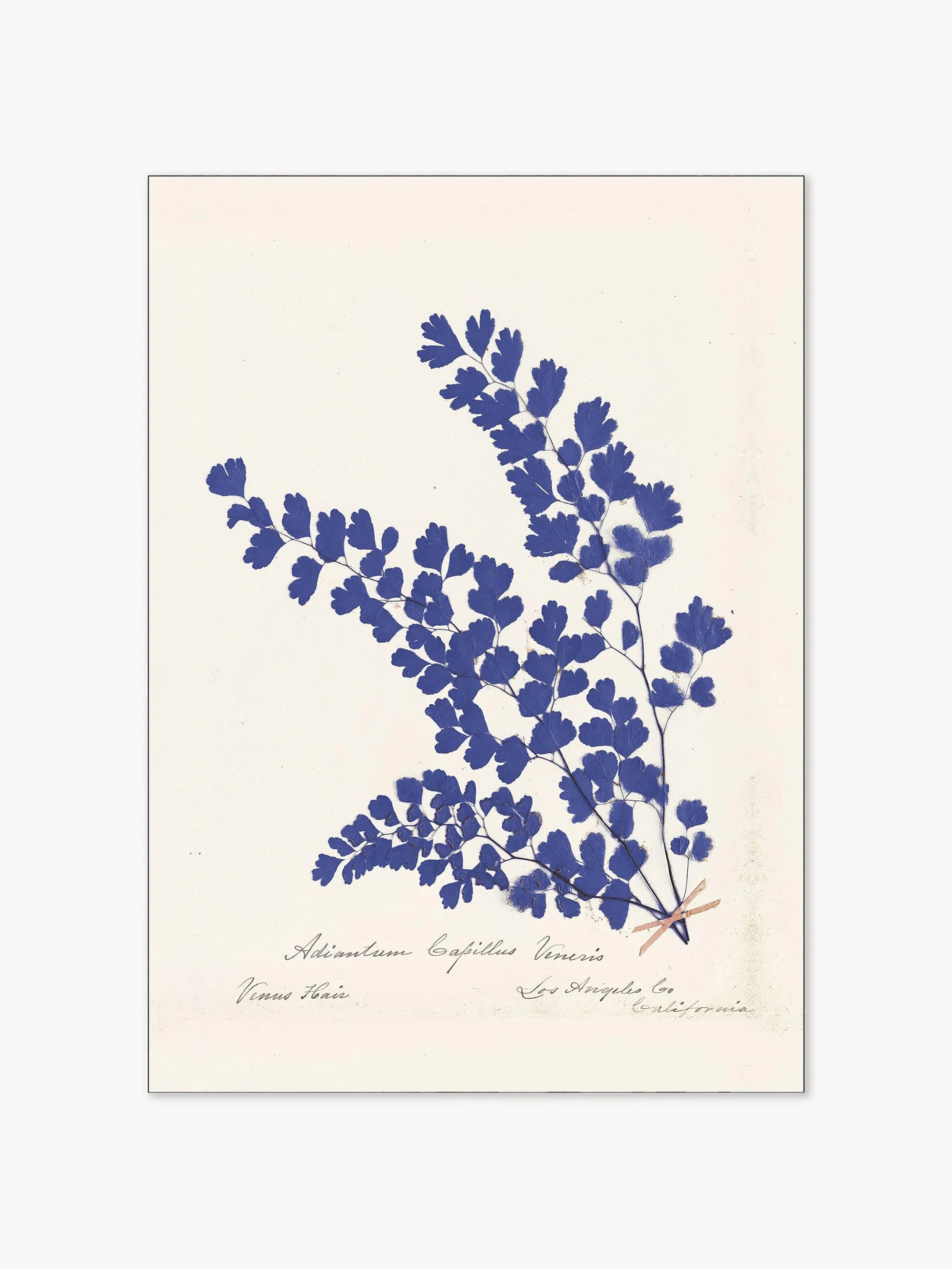 Gerahmter Print Botanical Fern Iii Blue