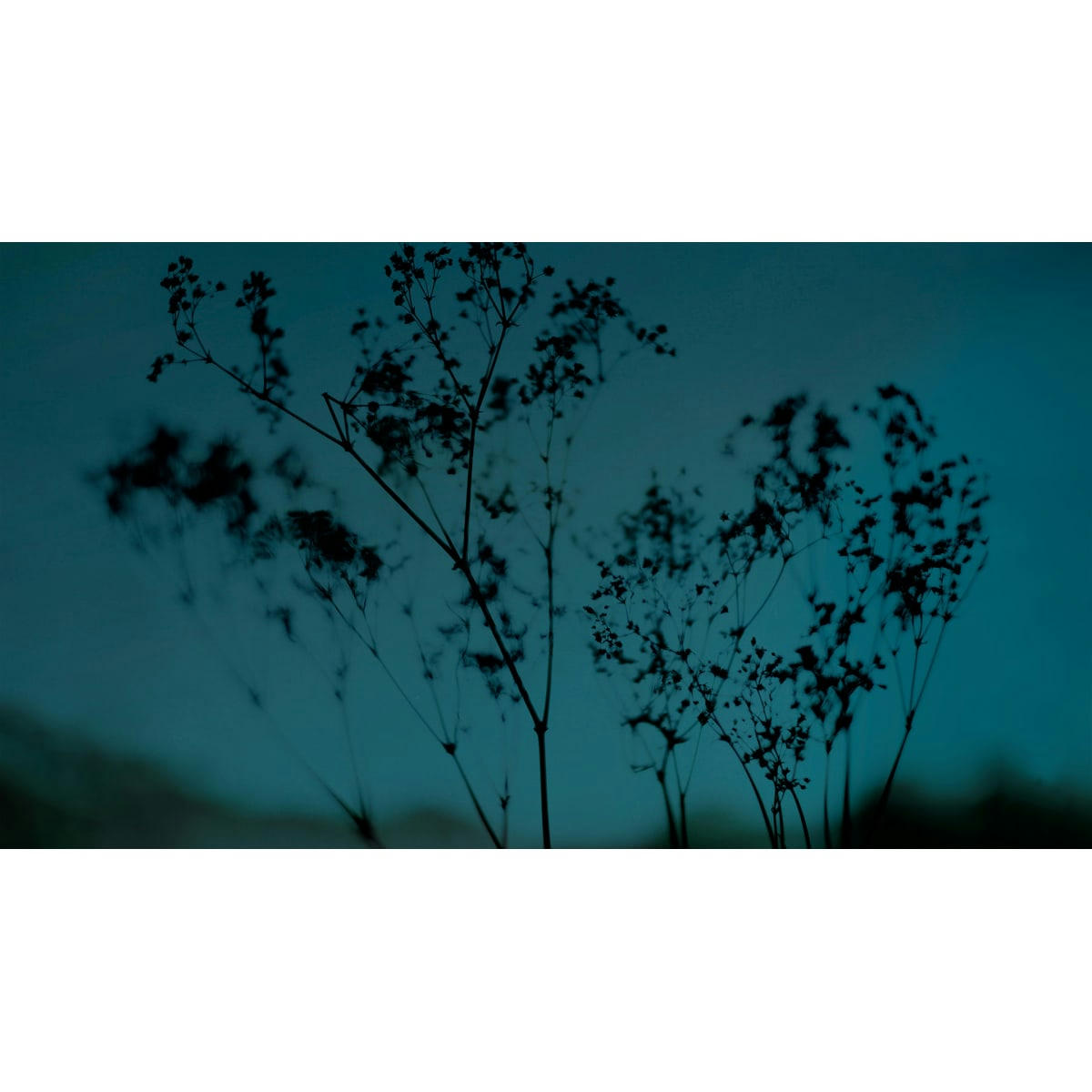 - Papier peint panoramique douceur végétale 300 x 250 cm