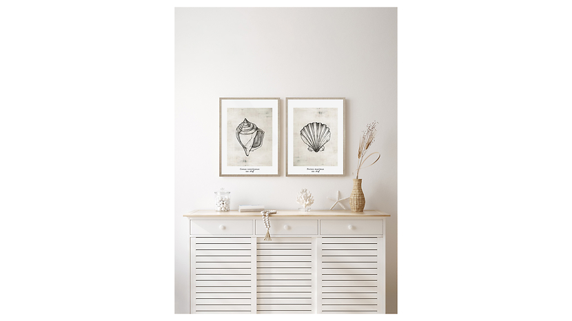 Obraz w ramie Pacten Maximus Sea Shell 53x73 cm