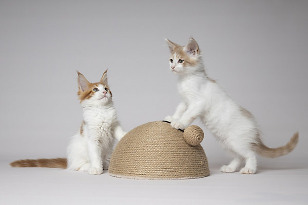 Jouet a Griffer pour Chat Coupole en Jute avec Balle Sonore