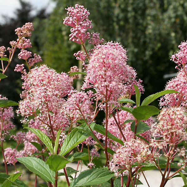 2 x Céanothe caduc 'Marie Simon' - Ceanothus pallidus 'Marie Simon'- 40-50 cm pot