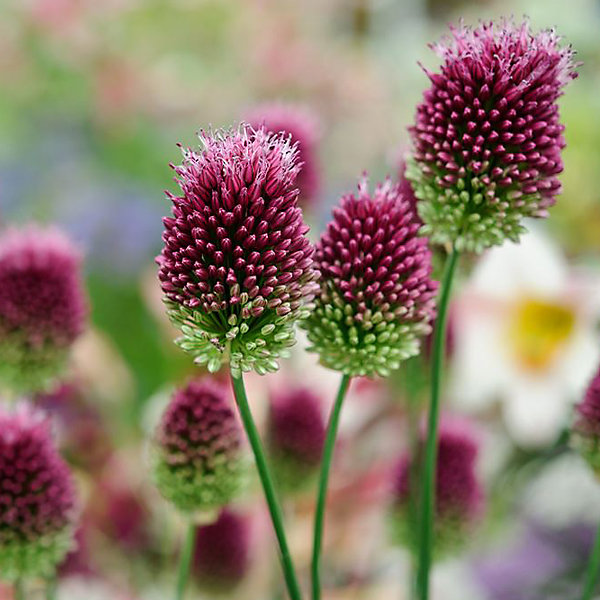 6 x Ail d'ornement sphaerocephalum - Allium sphaerocephalon- godet 9cm x 9cm