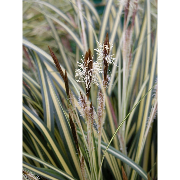 Gelbgrüne Garten-Segge 'Evergold' Carex hachijoensis »Evergold«
