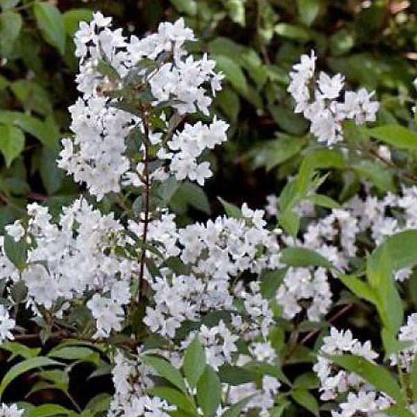 2 x Deutzie rosea 'Campanulata' - Deutzia rosea 'Campanulata'- 40-60 cm pot