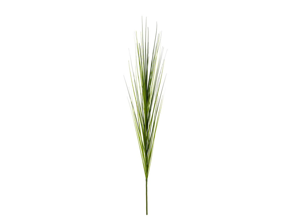 Einzelrispe Isolepsis grün