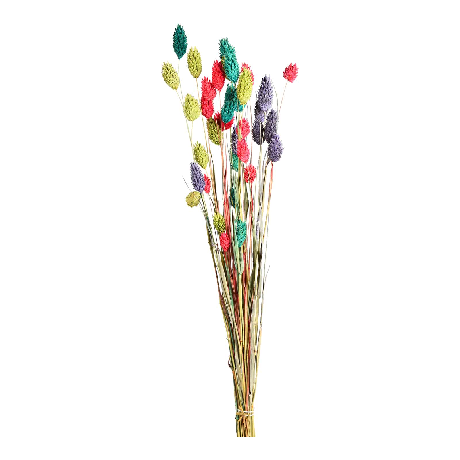 Trockenblumenbund Phalaris Bunt,H 580 mm