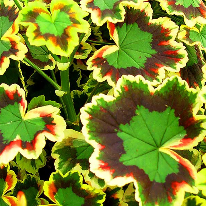 Zonalpelargon 'Mrs Pollock'