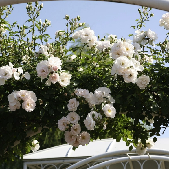 Kletterrose, Rosa »Hella«, Blütenfarbe: weiß