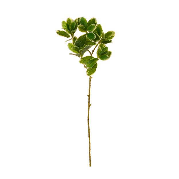 FOLHAGEM HALLERBOS MINI CHEFLERA