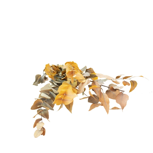 Trockenblumen, Bund Eucalyptus, gelb Eucalyptus Stuartiana konserviert, 70 cm