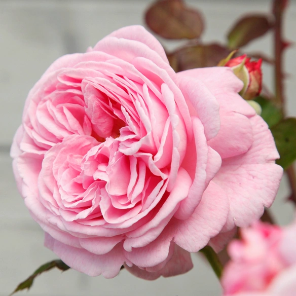 Beetrose, Rosa »Rosengräfin Marie Henriette®«, Blüte: rosa, gefüllt