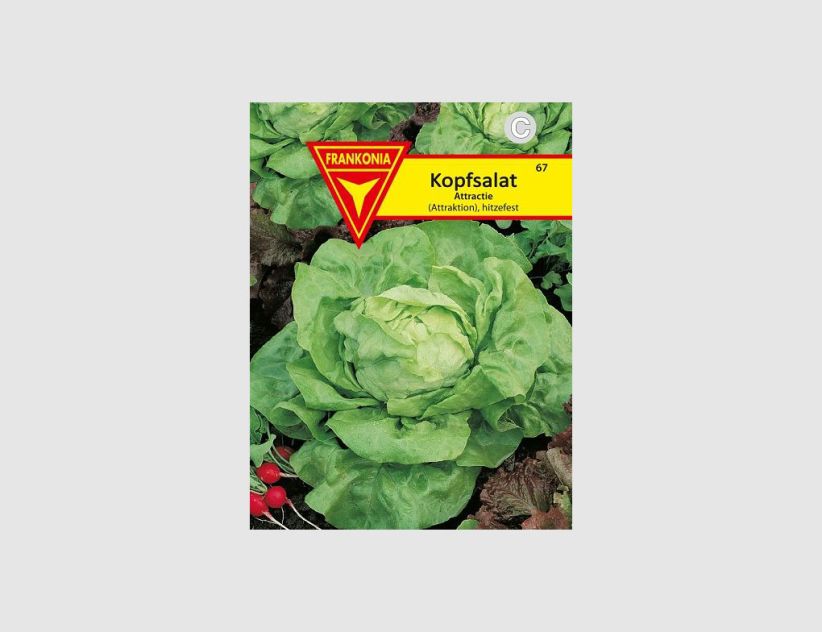 Kopfsalat Attraktion