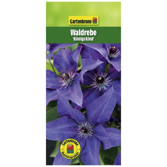 Waldrebe, Clematis »Königskind«, Blüte: blau