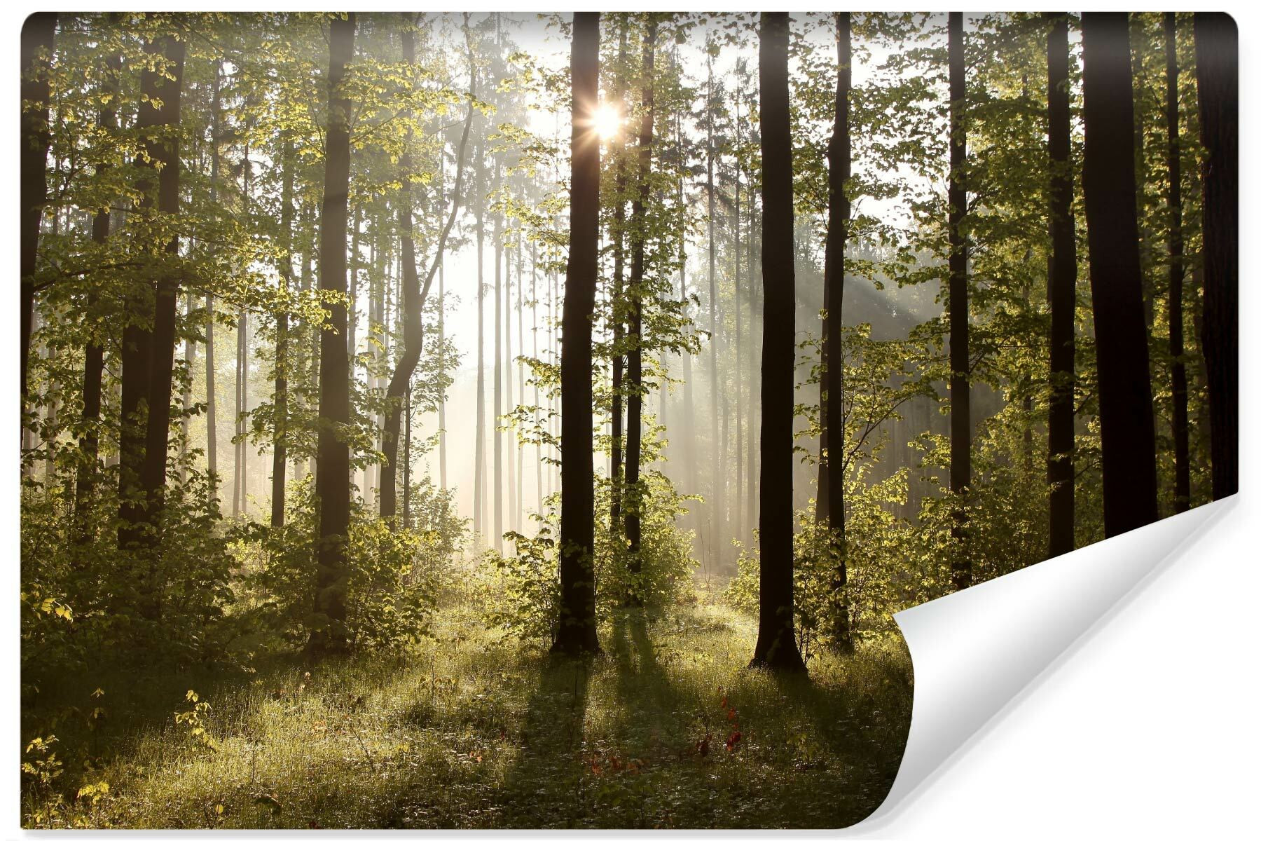 Fototapeta Do Salonu Promienie Słońca W Lesie 3D 90x60cm
