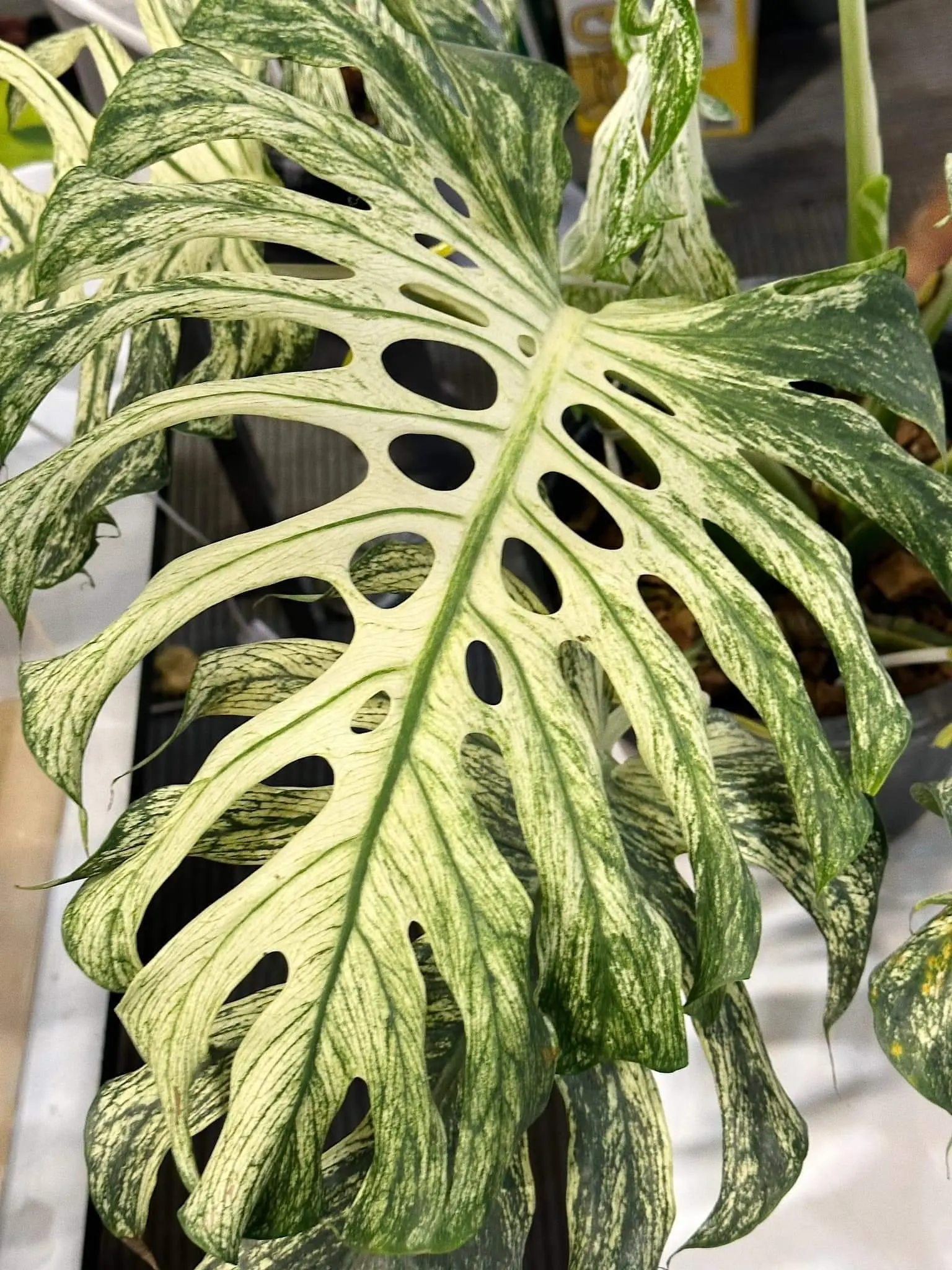 Monstera white devil starter plant **(ALL plants require you to purchase ANY 2 plants!)**