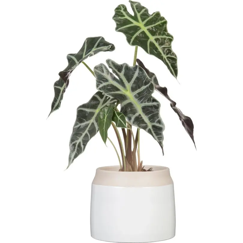 Blumentopf Blanco