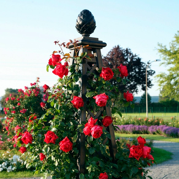 Kletterrose Rosa »Florentina®«