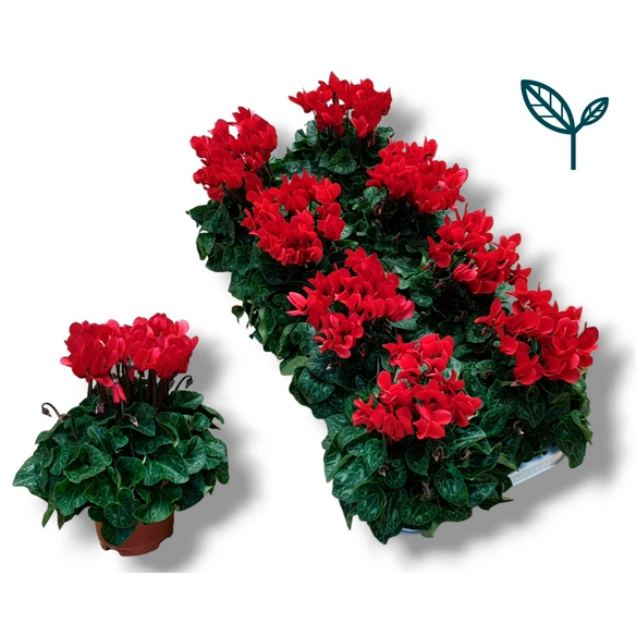 Alpenveilchen, Cyclamen persicum »Super Serie«, Blütenfarbe: rot