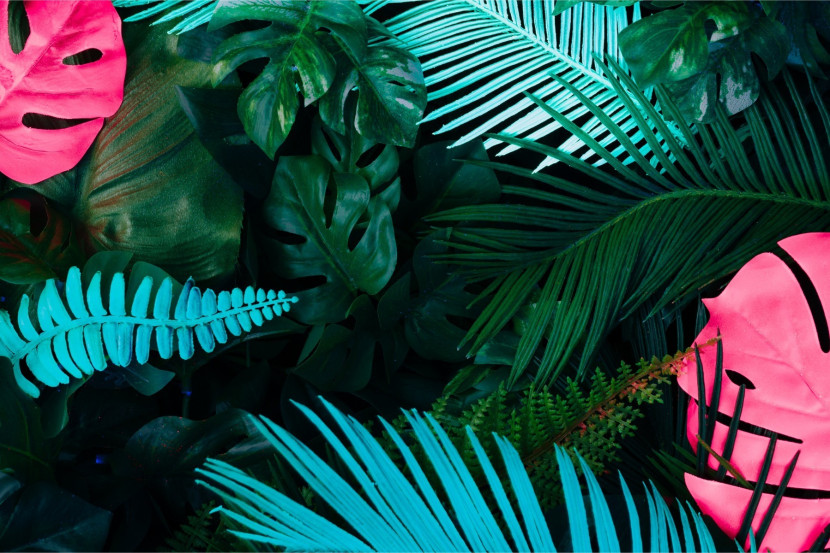 Fototapeta Kolorowe LIŚCIE Urban Jungle 3D 90x60cm
