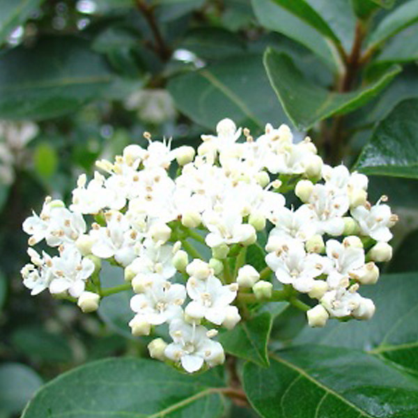 2 x Viorne tin, Laurier tin - Viburnum tinus- 30-40 cm pot