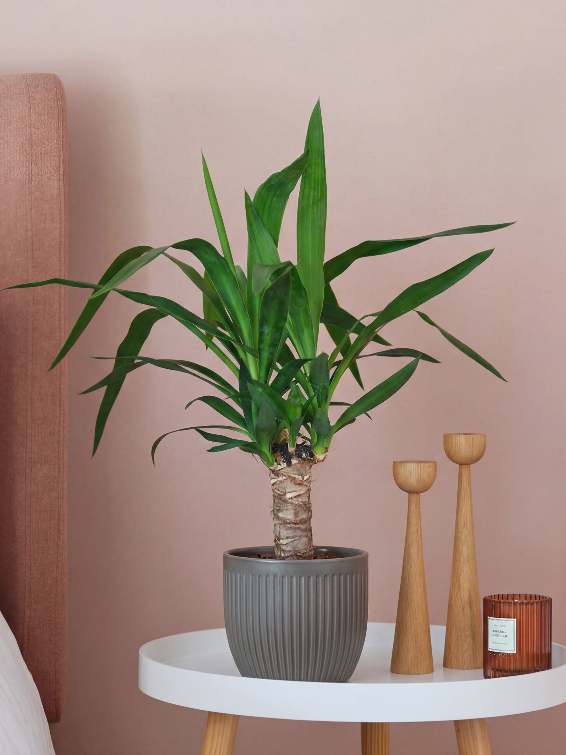 Beards & Daisies Grey Real Yucca Plant in Ribbed Pot