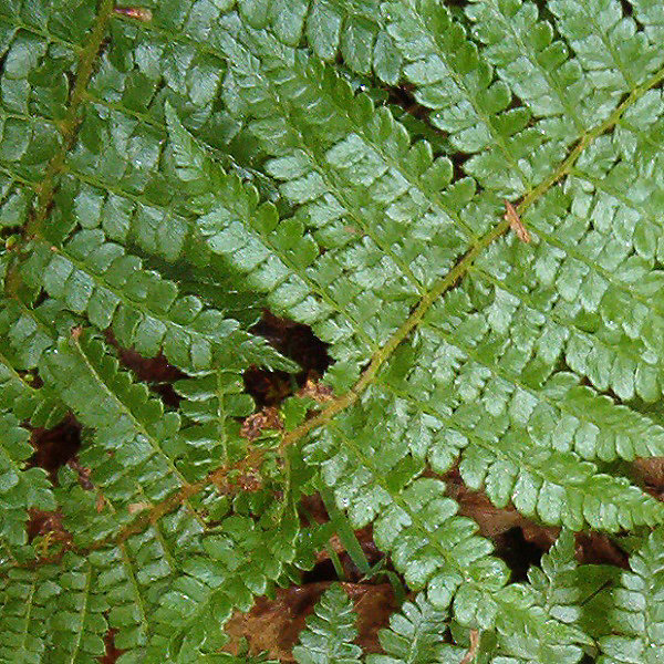 6 x Aspidie de Braun - Polystichum braunii- godet 9cm x 9cm